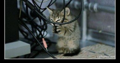 Let Me See... - Cat humor