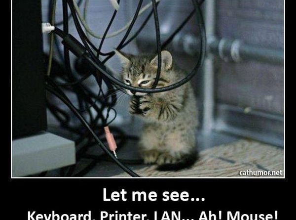 Let Me See... - Cat humor