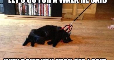 Let's Go For A Walk She Said - Cat humor