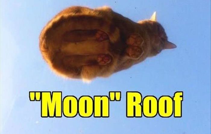 Moon Roof - Cat humor