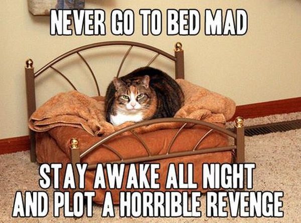 Never Go To Bed Mad - Cat humor