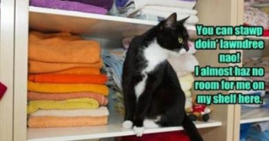 Stop Doing Laundry - Cat humor