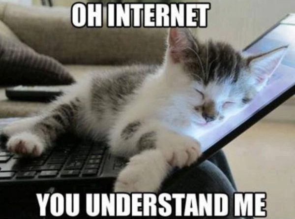 Oh Internet - Cat humor
