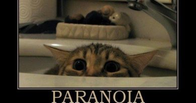 Paranoia - Cat humor