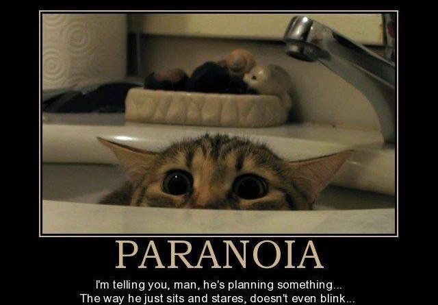 Paranoia - Cat humor