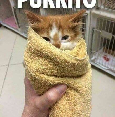 Purrito - Cat humor