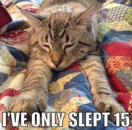 So Exhausted - Cat humor
