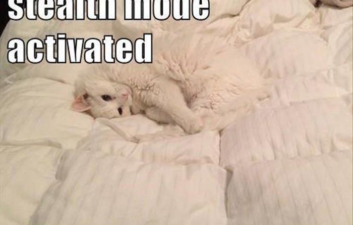Stealth Mode - Cat humor