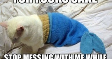 Stop Messing With Me While I Sleep - Cat humor
