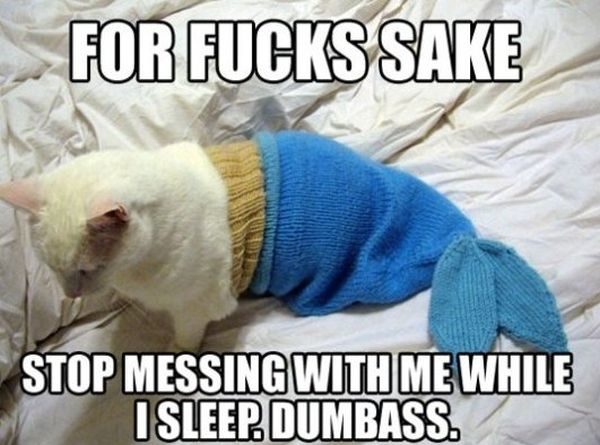 Stop Messing With Me While I Sleep - Cat humor