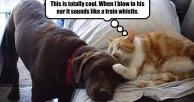 This Is Totally Cool - Cat humor