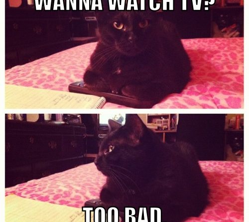 Wanna Watch TV? - Cat humor