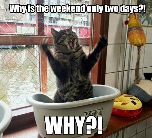 Why Is The Weekend Only Two Days - Cat humor