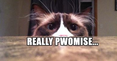 You Pwomise? - Cat humor