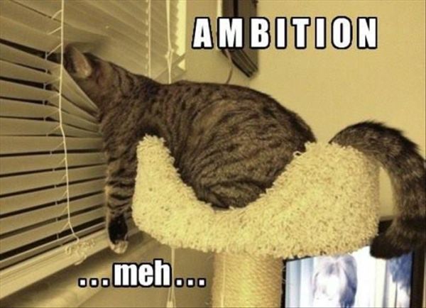 Ambition - Cat humor