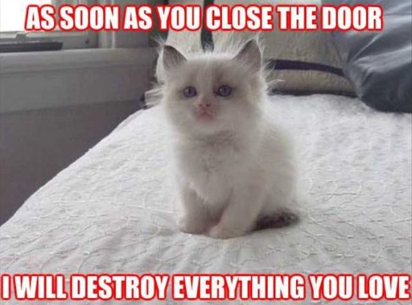 As Soon As You Close The Door - Cat humor