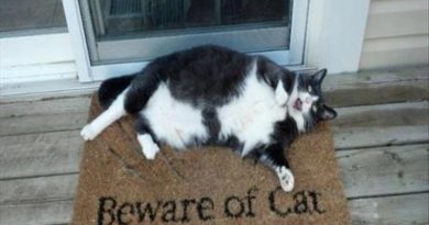 Beware Of Cat - Cat humor