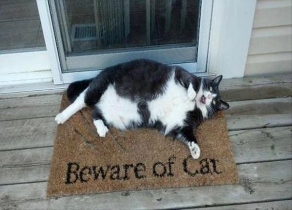 Beware Of Cat - Cat humor
