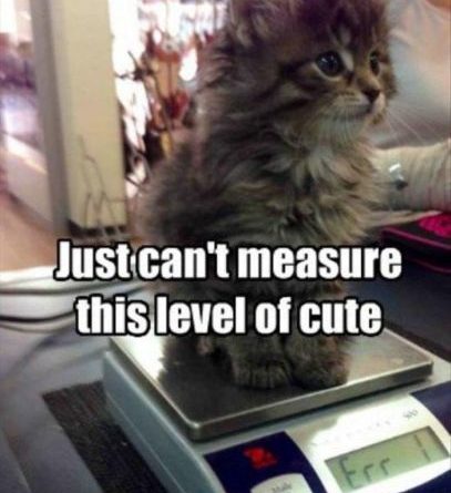 You Can't Measure That - Cat humor