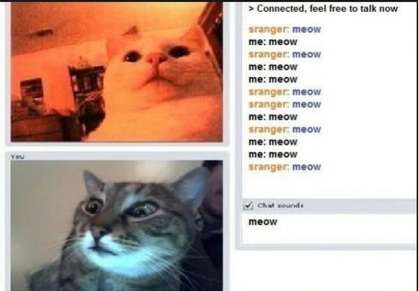 Casual Conversation - Cat humor