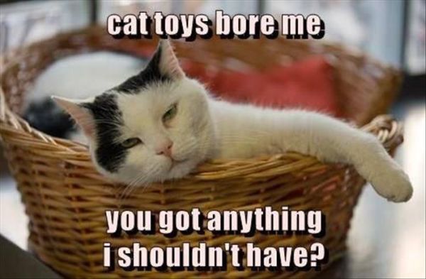 Cat Toy Bore Me - Cat humor