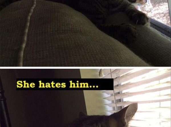 A Complex relationship - Cat humor