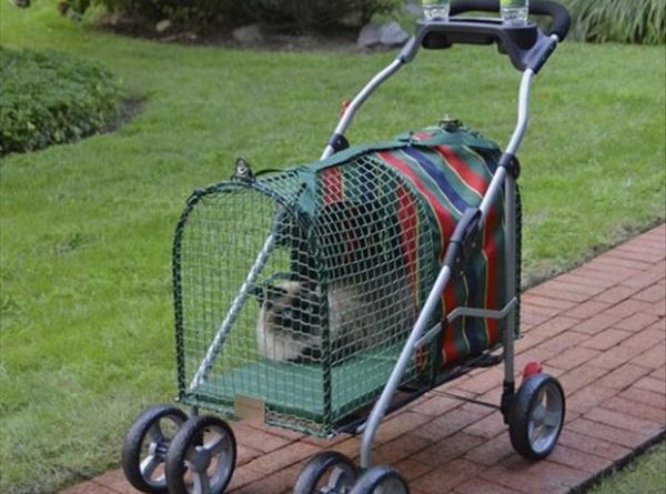 Crazy Cat Lady Stroller - Cat humor