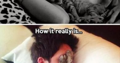 Cuddling Up For A Nap With Your Cat - Cat humor