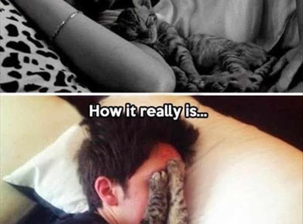 Cuddling Up For A Nap With Your Cat - Cat humor