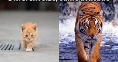 Different Size, Same Attitude - Cat humor