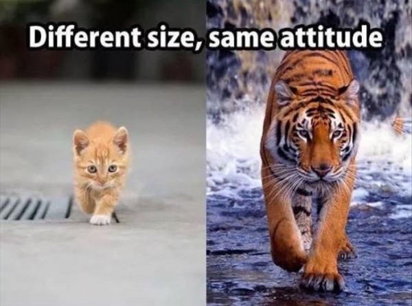 Different Size, Same Attitude - Cat humor