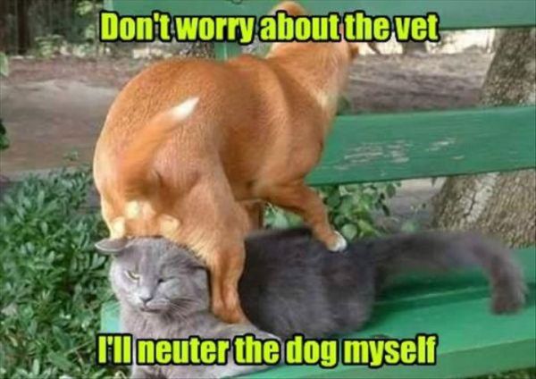 Don't Worry About The Vet - Cat humor