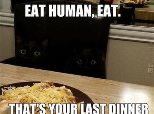 Eat Human - Cat humor