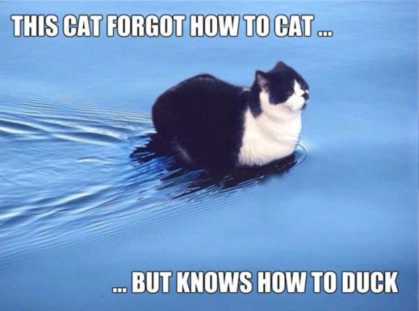 This Cat Forgot How To Cat... - Cat humor