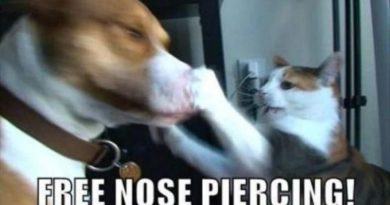 Free Nose Piercing - Cat humor