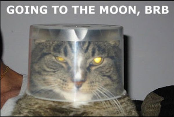 Going To The Moon - Cat humor