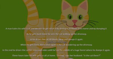 GPS Cat - Cat humor