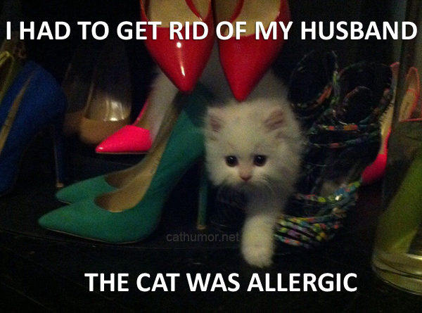Know Your Priorities - Cat humor