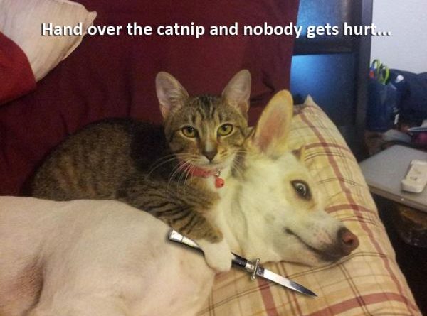 Hand Over The Catnip… - Cat humor