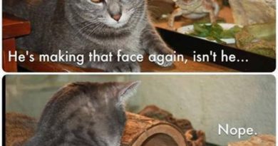 He's Making That Face Again - Cat humor