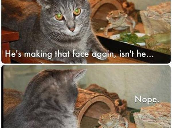 He's Making That Face Again - Cat humor