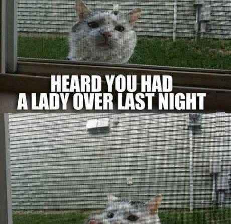Hey Bro! - Cat humor