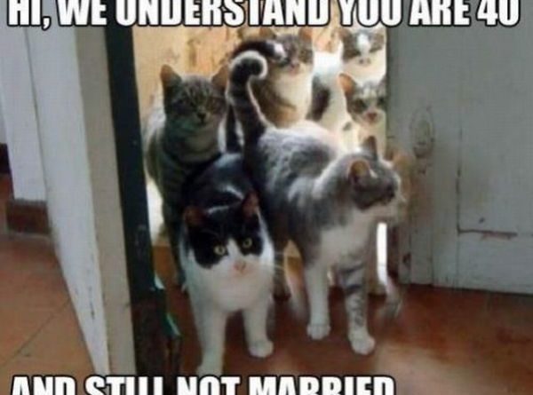 We Understand You Are 40 - Cat humor
