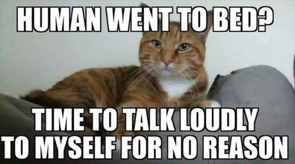 Human Went To Bed? - Cat humor