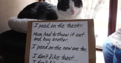 I Don't Like Toast - Cat humor