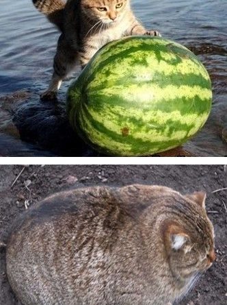 I Like Watermelons - Cat humor