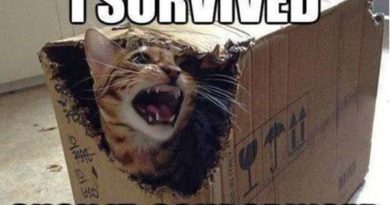 I Survived - Cat humor