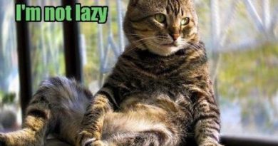 I'm Not Lazy - Cat humor