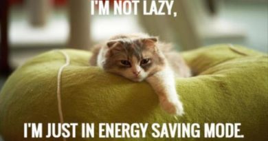 I'm Not Lazy... - Cat humor