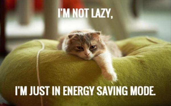 I'm Not Lazy... - Cat humor